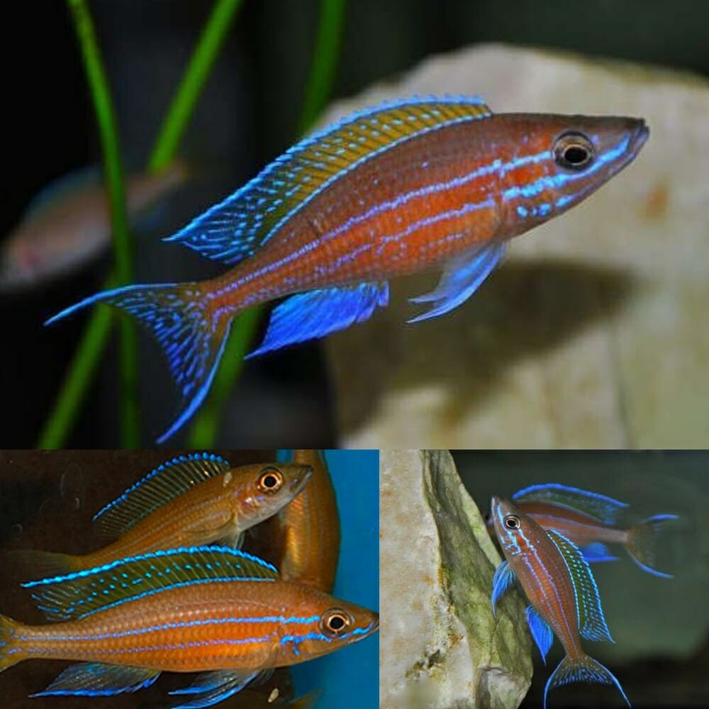 Paracyprichromis Nigripinnis Neon Blue