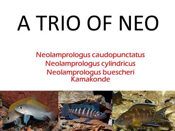 Neolamprologus caudopunctatus, cylindricus and buescheri Kamakonde